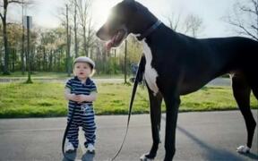 World's Biggest Dogs - Animals - VIDEOTIME.COM