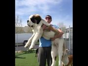 World's Biggest Dogs