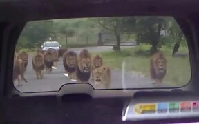 House of Lions - Animals - VIDEOTIME.COM