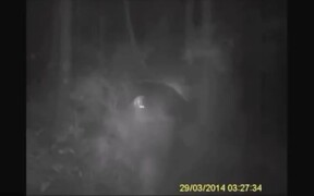3 Bigfoot Videos - Tech - VIDEOTIME.COM