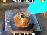 Molten Copper Vs Coconut