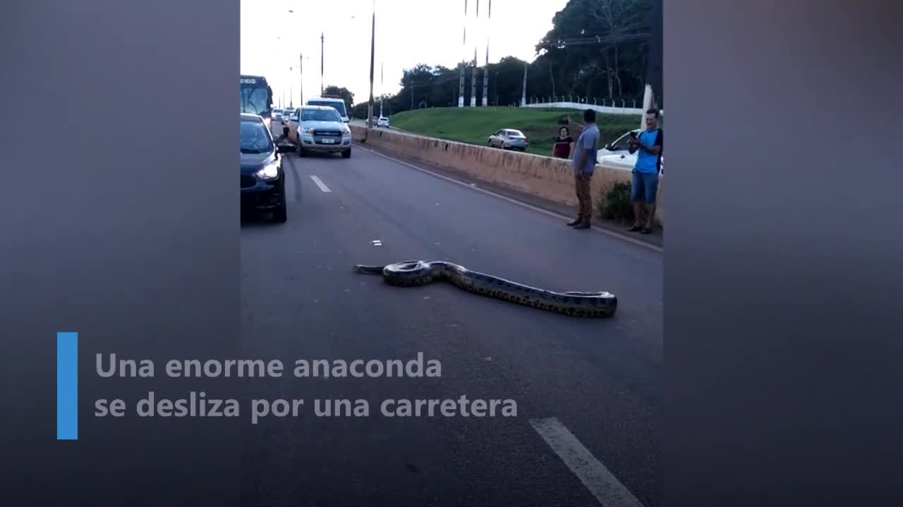 A Giant Anaconda Stops Traffic