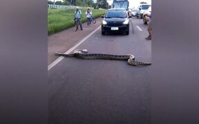 A Giant Anaconda Stops Traffic - Animals - VIDEOTIME.COM
