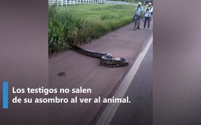 A Giant Anaconda Stops Traffic - Animals - VIDEOTIME.COM