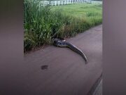 A Giant Anaconda Stops Traffic