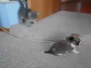 Angry Cats VS Dogs