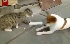 Angry Cats VS Dogs - Animals - VIDEOTIME.COM