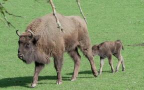 Birth of a Bison at the Domaine des Grottes de Han - Animals - VIDEOTIME.COM