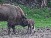 Birth of a Bison at the Domaine des Grottes de Han