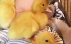 Ducklings Snuggle With Baby - Animals - VIDEOTIME.COM