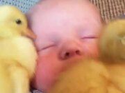 Ducklings Snuggle With Baby