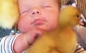 Ducklings Snuggle With Baby - Animals - VIDEOTIME.COM