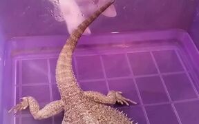 Cat Taps On Box Containing Lizard - Animals - VIDEOTIME.COM