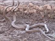 Two Snakes Seen Coiled Up In Strange Dance