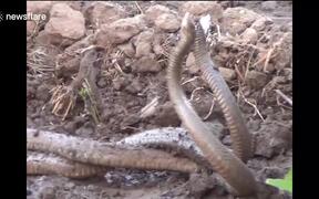 Two Snakes Seen Coiled Up In Strange Dance - Animals - VIDEOTIME.COM