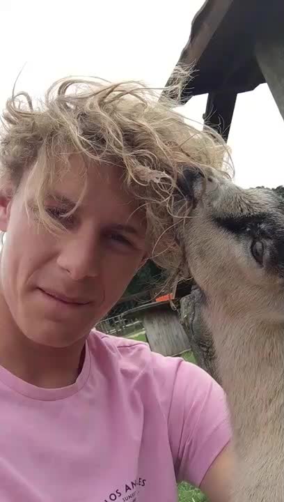 Baby Goat Chews on Man's Hair