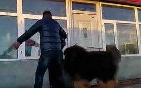 Very Big Dog - Animals - VIDEOTIME.COM