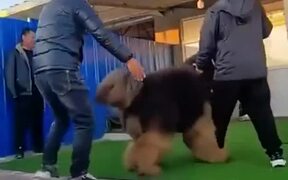 Very Big Dog - Animals - VIDEOTIME.COM