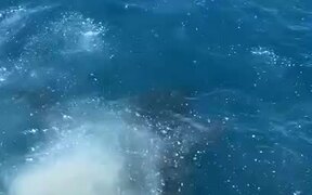Great White Shark Attacks - Animals - VIDEOTIME.COM