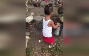 Boy & Ducks - Animals - VIDEOTIME.COM
