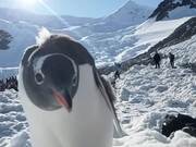 Antarctic Selfie