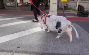 Local heroes: Meet Lilou the Pig - Animals - VIDEOTIME.COM