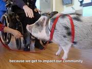 Local heroes: Meet Lilou the Pig
