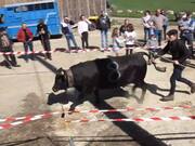 Cow Fight 