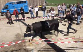 Cow Fight  - Animals - VIDEOTIME.COM