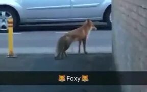 When A Fox Catches The Man - Animals - VIDEOTIME.COM