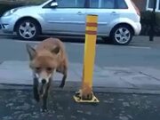 When A Fox Catches The Man