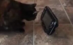 Cat & Reflection - Animals - VIDEOTIME.COM