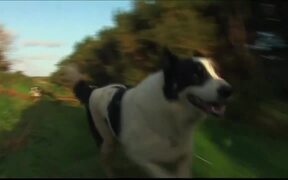 DOGNAPPED - Animals - VIDEOTIME.COM