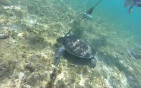 Swimmer Rescues Turtle Trapped By Rope - Animals - VIDEOTIME.COM