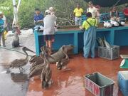 Sea lions, Pelicans And Iguanas Wait In Line