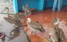 Sea lions, Pelicans And Iguanas Wait In Line - Animals - VIDEOTIME.COM