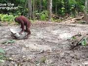 Funny Orangutans