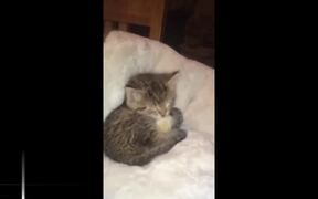 Beautiful Friendships of Cats - Animals - VIDEOTIME.COM