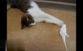 Beautiful Friendships of Cats - Animals - VIDEOTIME.COM