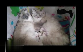 Baby Kittens - Animals - VIDEOTIME.COM
