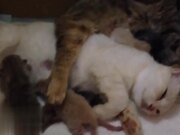 Baby Kittens