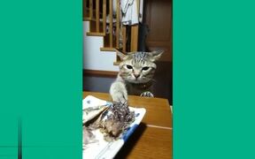 Funny Cats Compilation - Animals - VIDEOTIME.COM
