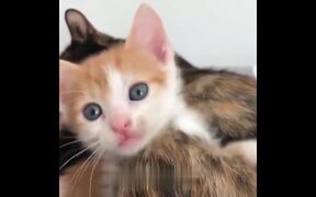 So Many Cute Kittens - Animals - VIDEOTIME.COM