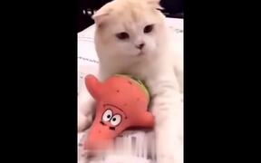 Cat Compilation - Animals - VIDEOTIME.COM