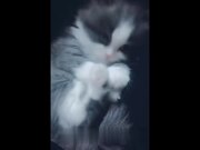 Cat Compilation
