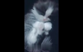Cat Compilation - Animals - VIDEOTIME.COM