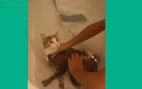 Funny Cats In Water - Animals - VIDEOTIME.COM