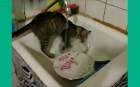 Funny Cats In Water