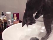 Funny Cats In Water