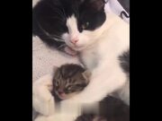 Mother Cats Protecting Their Cute Kittens